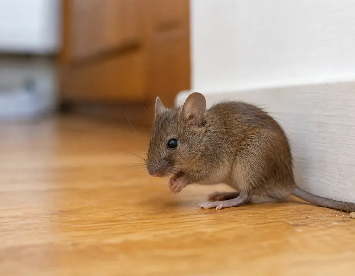 Mice (placeholder image)
