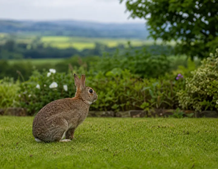 Rabbits (placeholder image)