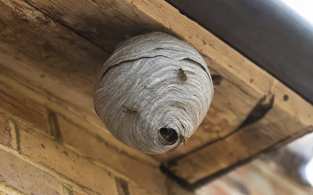 Wasp Nest Removal (placeholder image)