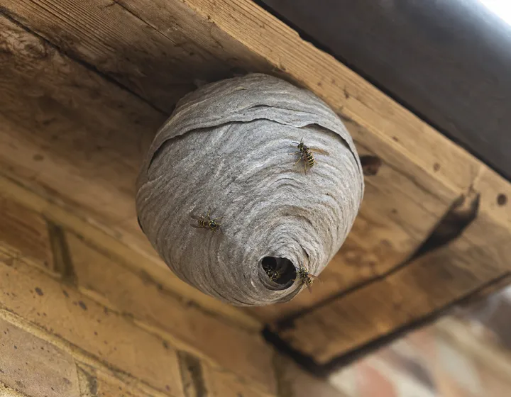 Wasp Nest Removal (placeholder image)